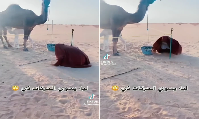 بالفيديو: شخص يثير الجدل بتقليد الكلب بالقفز والنباح أمام ناقة.. ومغردون يكشفون السبب