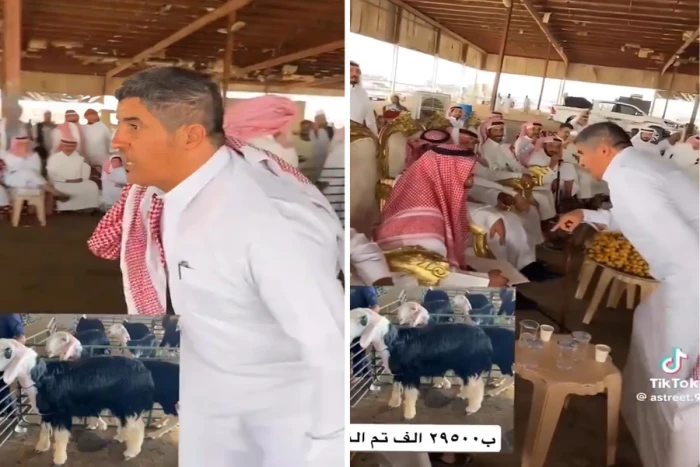 وسط حماس الدلال وتفاعل الحضور..بالفيديو : مزاد على خروف بأكثر من 29 ألف ريال في حائل يثير الجدل
