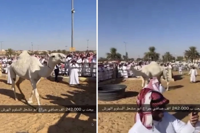 بالفيديو: حراج على ناقة في بريدة ينتهي بسعر غير متوقع