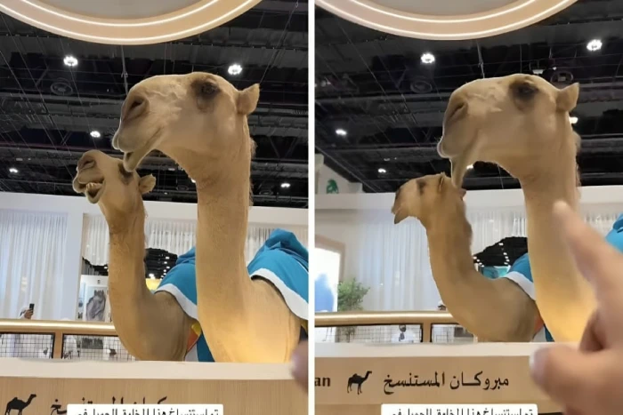 "بقطعة من الجلد".. بالفيديو: استنساخ جمل من آخر نفق قبل سنوات في الإمارات