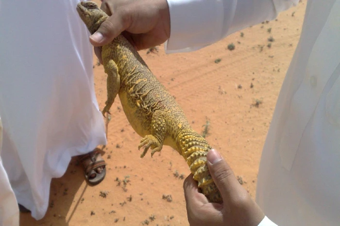 الحياة الفطرية: يحظر استخدام الكائنات الفطرية كمحتوى إعلامي ونشره على مواقع التواصل !