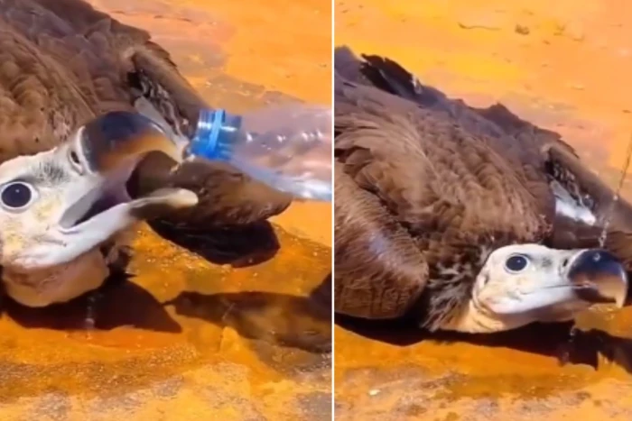 بالفيديو: مواطن يوثق لحظة إنقاذ نسر من الموت عطشًا في قلب الصحراء