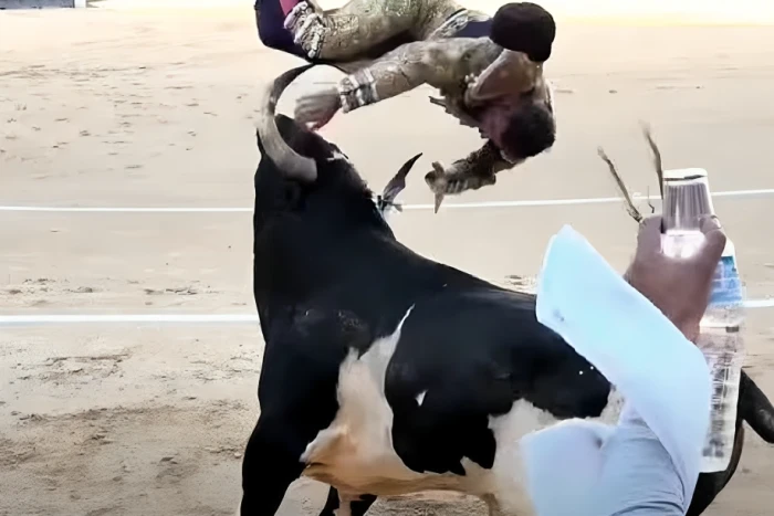 في "حلبة مدريد"..  بالفيديو: ثور ينطح مصارع إسباني  ويرفعه في الهواء  ويسقطه  أرضًا
