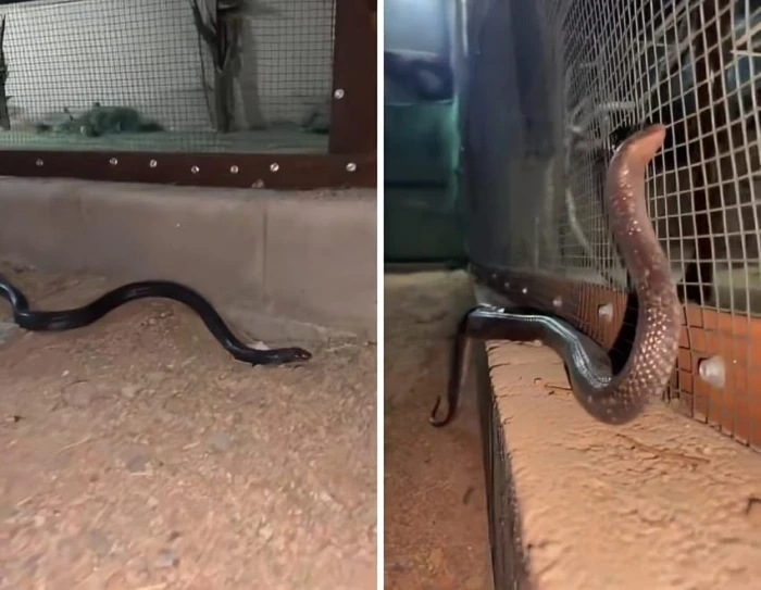 بالفيديو.. لحظة العثور على ثعبان ضخم في نجران.. ونجاة المصور من اللدغ بأعجوبة!