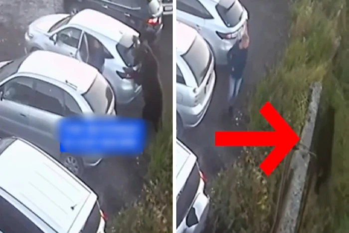 بالفيديو: شاب ينجو من هجوم دب بأعجوبة بعدما قتل مسنة وأصاب طفلا