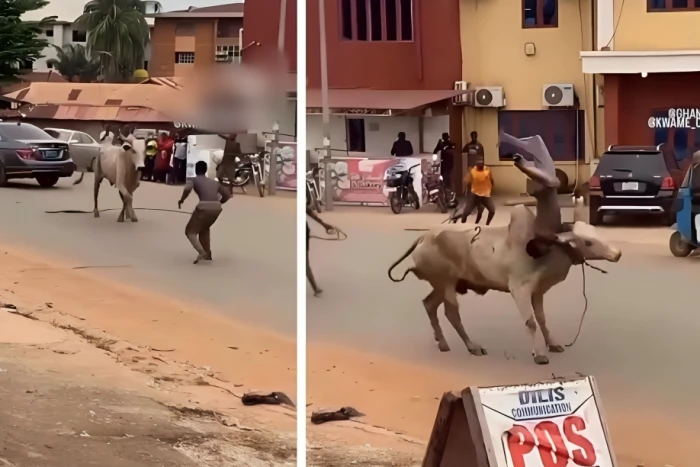 قفز فوق رأسه وأمسك بقرنيه..  بالفيديو.. شاب ينجح في السيطرة على "ثور هائج"  وسط شارع عام في غانا
