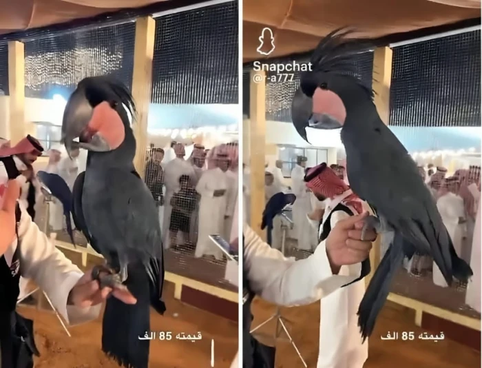 بالفيديو.. عرض ببغاء نادر بسعر 85 ألف ريال.. والكشف عن نوعه