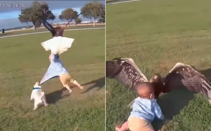 فيديو مولّد بالذكاء الاصطناعي يصوّر نسرًا يهاجم طفلًا رضيعًا وكلبًا يتصدى له يثير الجدل على مواقع التواصل
