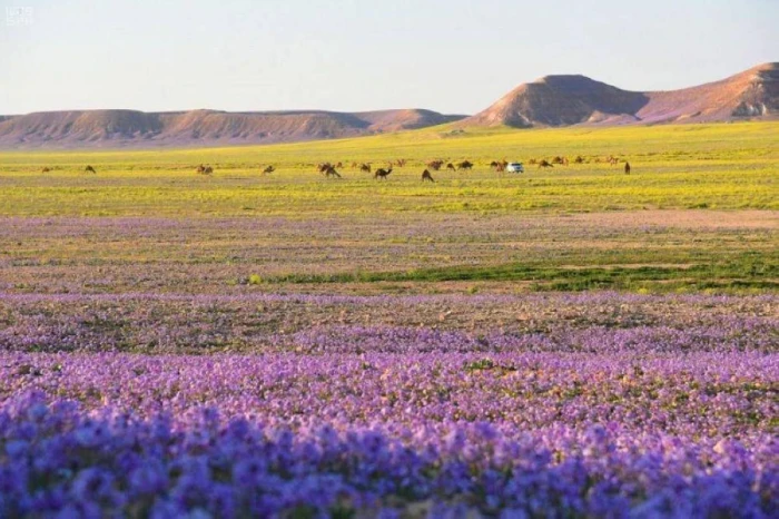 «موسم المطر والخير».. المسند يعلن بدء موسم الوسم.. ويكشف عدد أيامه وسبب تسميته بهذا الاسم