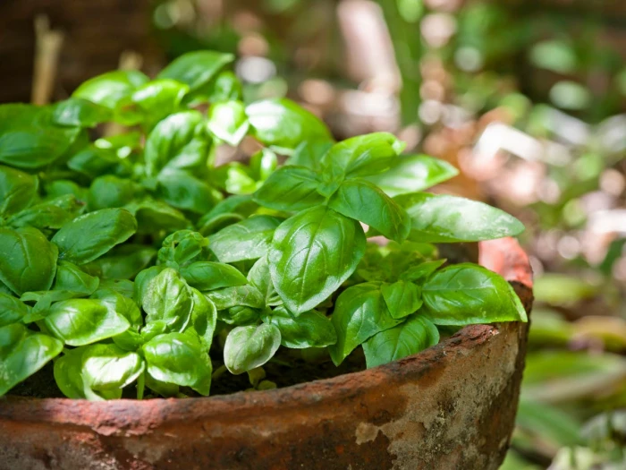 دراسة حديثة تكشف عن "نبات شهير " يتمتع بقدرة مذهلة على حماية الدماغ من التغيرات المرتبطة بالتقدم في العمر