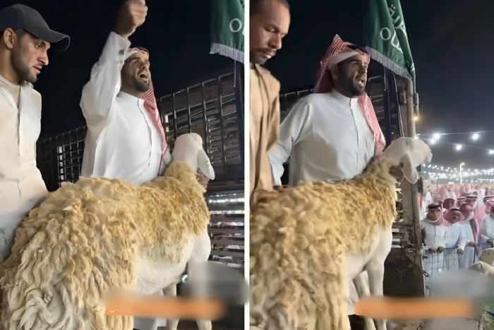 مو كلام سواليف.. بالفيديو.. مربي يكشف عن وصول سعر"نعجة" ل 85 ألف