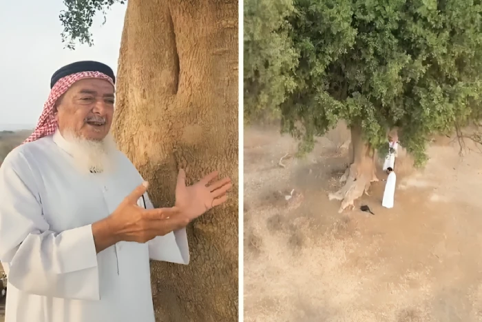بالفيديو.. مزارع من جازان يكشف حقيقة علاقة "الجن" بشجر الظبر..  ويوضح سبب تعرضه للصواعق
