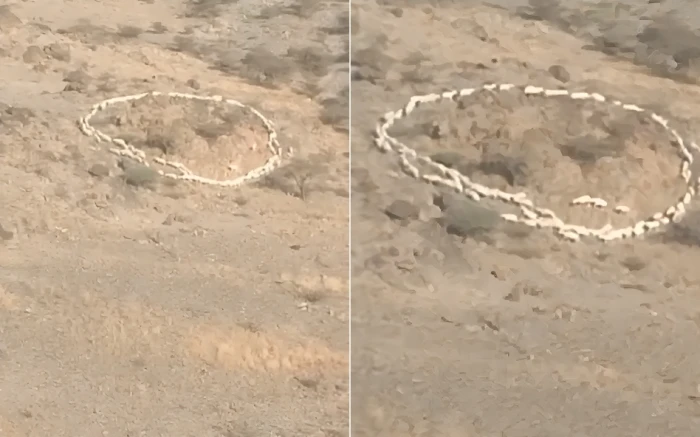 بالفيديو: ظاهرة غريبة لقطيع من الأغنام يتحرك في دائرة دون توقف