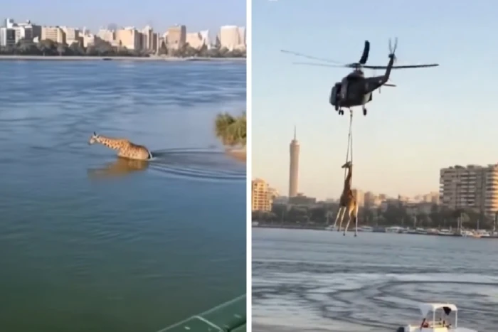 حقيقة فيديو «زرافة في نهر النيل وإنقاذها بمروحية» في القاهرة