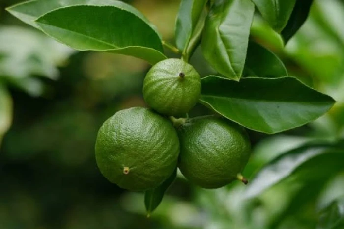 دراسة برازيلية تكشف عن فاكهة حمضية تقي من أمراض الكبد وتخفض الكوليسترول والدهون الثلاثية