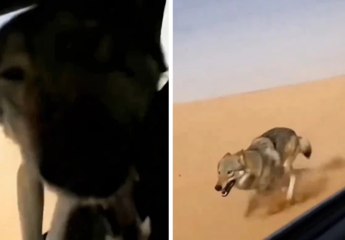 بالفيديو.. ذئب يطارد مركبة في الصحراء ويقفز داخلها لإفتراس الركاب يثير الجدل على مواقع التواصل