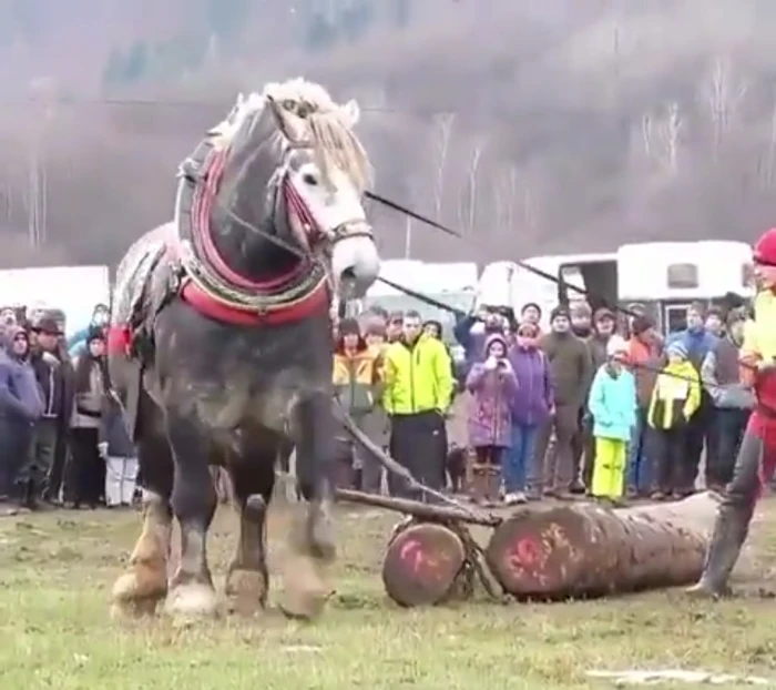 فيديو.. خيول “الأردين” من أقدم السلالات في العالم ورفيقة المزارعين منذ العصور الرومانية