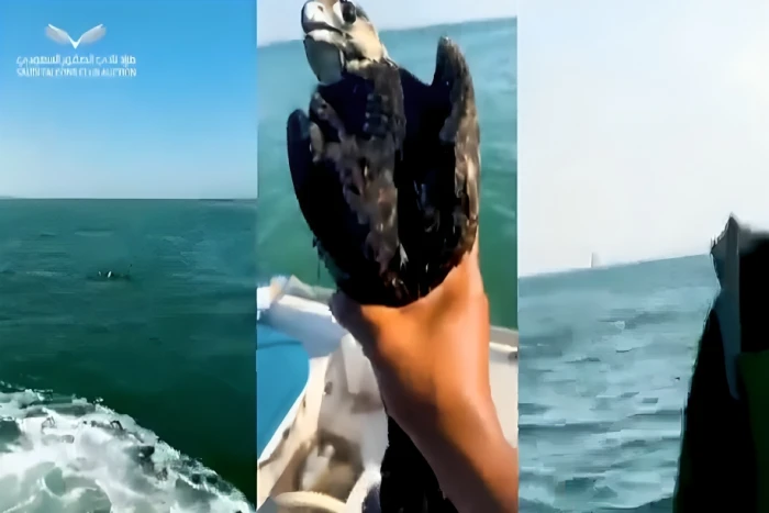 بالفيديو.. مواطن يروي قصة اصطياده صقرًا بالصدفة أثناء توجهه لصيد الأسماك بالخبر.. وبيعه بـ277 ألف ريال