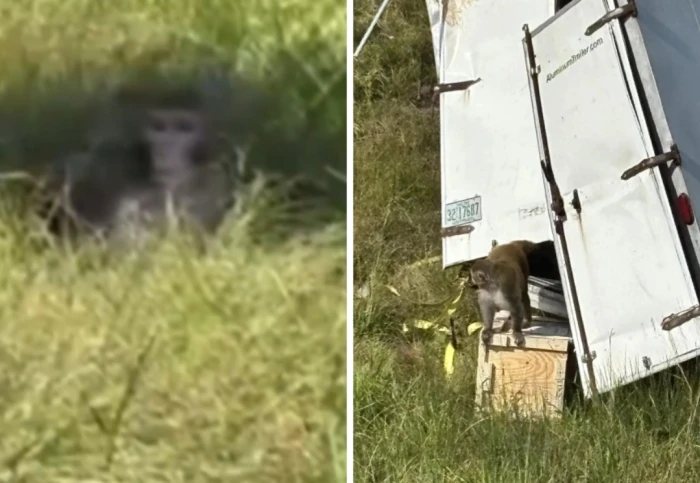 بالفيديو..انقلاب شاحنة تحمل قرودًا مصابة بالتهاب الكبد الوبائي سي والهربس وفيروس كورونا في ولاية ميسيسيبي الأمريكية