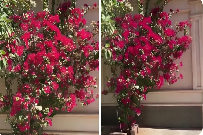 بالفيديو.. شخص يكشف عن تفاجئه بطلب جاره إزالة شجرة ورد من أمام منزله لسبب "لم يتوقعه"