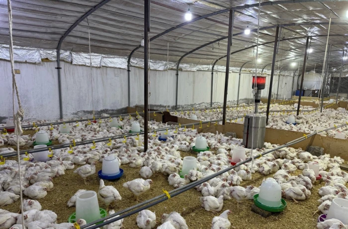 شخص يحول استراحة في الخرج إلى منشأة  لإنتاج الدواجن