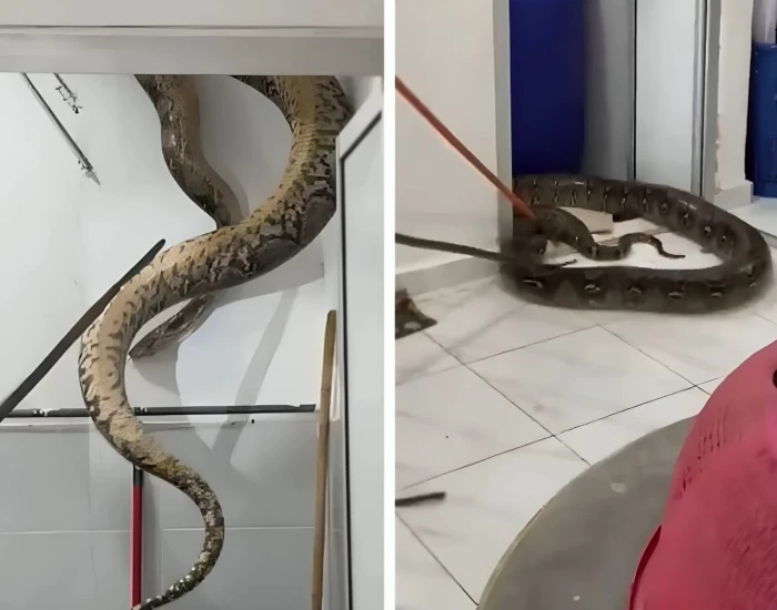 بالفيديو : ثعبان ضخم بطول 3 أمتار ووزن 60 كيلو يقتحم منزل ماليزي
