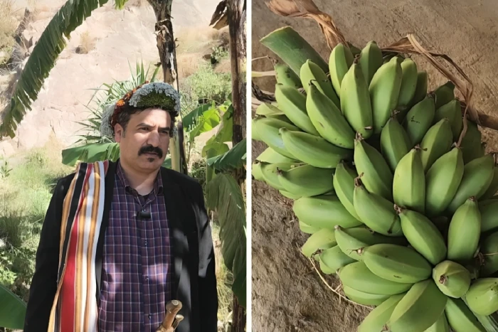 سعر الكيلو يصل إلى 75 ريال.. بالفيديو: مزارع يروي تجربته في زراعة الموز الصخري بجازان وسبب تسميته بهذا الاسم