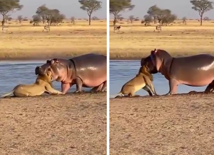 مشهد نادر.. فيديو متداول ل"فرس النهر" يطبق فكيه  على رأس أسد ويهزه بقوة