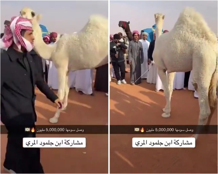 بالفيديو.. رفض بيع فردية بن جلمود المري مقابل 5 مليون ريال والكشف عن السبب!