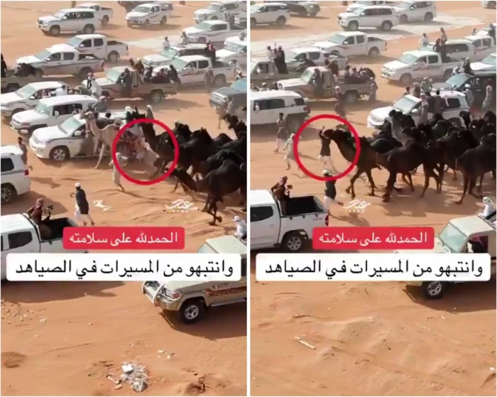 "سقط وكادت تدهسه سيارة".. بالفيديو.. شاب ينجو من الموت بعد سقوطه تحت أقدام الإبل في مهرجان الصياهد !