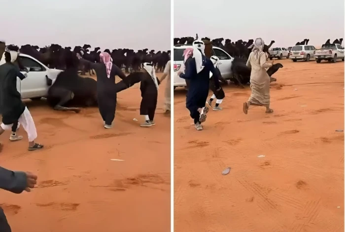 بالفيديو.. لحظة اصطدام سيارة بـ «ناقة» في الصياهد