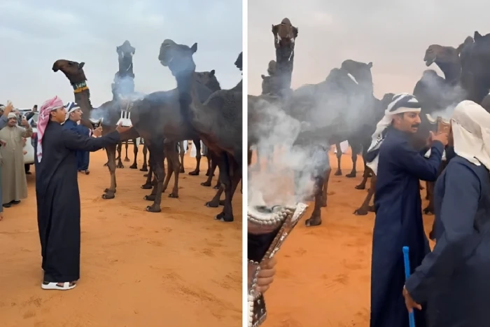 فيديو تبخير النياق في مهرجان الصياهد يثير الجدل