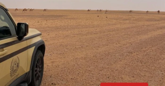 القبض على مواطن لارتكابه مخالفة رعي في محمية الملك عبدالعزيز الملكية.. والكشف عن العقوبة المتوقعة بحقه