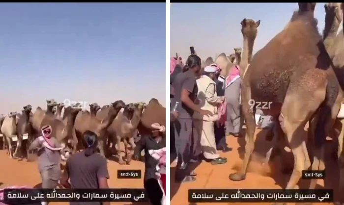 بالفيديو: لحظة تعثر شخص وسقوطه أسفل الإبل في مسيرة سمارات بالصياهد