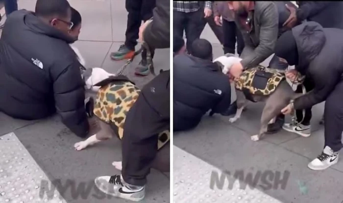 بالفيديو.. كلب يحاول افتراس «طفل» أثناء سيره مع والدته في شارع بنيويورك