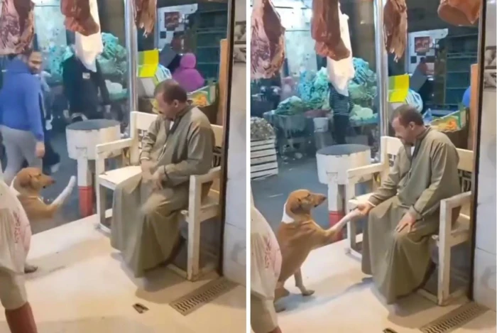 كلب يستعطف صاحب محل جزارة في مصر ويصافحه طلبًا للطعام.. بالفيديو.. ردة فعل الأخير