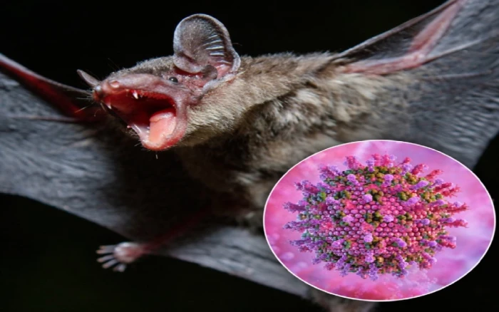 تفشّي فيروس قاتل في الهند ولا يوجد له لقاح أو علاج فعال