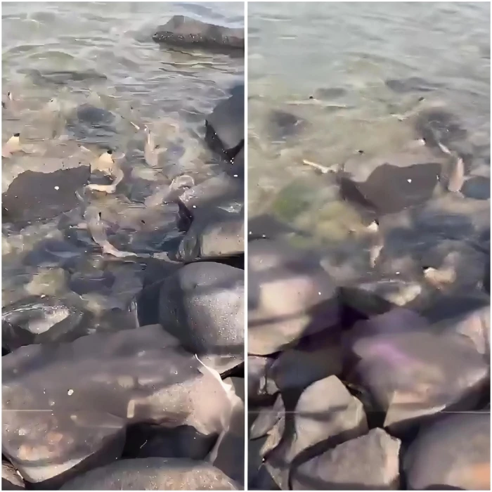 بالفيديو.. عدد صادم لأسماك القرش بالقرب من نافورة جدة