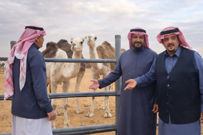 بالفيديو: عبدالعزيز بن فهد يتفقد إبل غريبة "بلونين" في مزرعته بالعاذرية..ويكشف عن الدولة التي استوردها منها