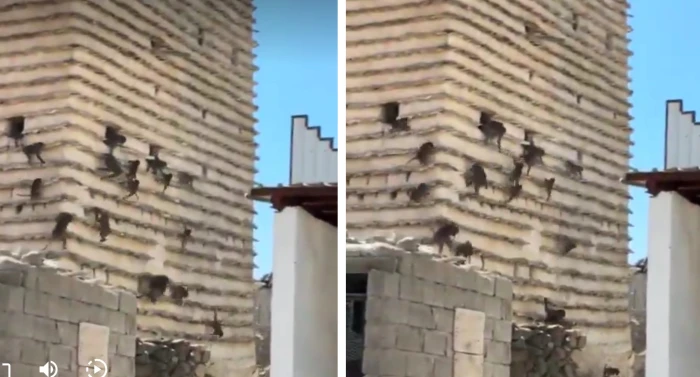 بالفيديو.. لحظة خروج القرود بأعداد ضخمة من مبنى مهجور في سراة عبيدة بعسير