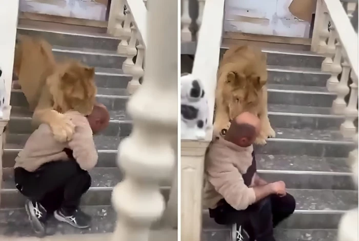 رغم تربيته في المنزل منذ صغره.. بالفيديو.. لحظة هجوم أسد على رجل وغرس أنيابه في رقبته ومحاولة قتله