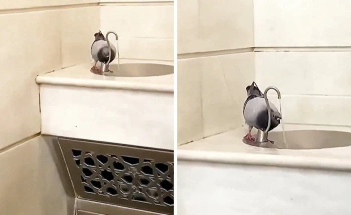 بالفيديو.. حمامة ذكية  تضع جسمها على جهاز الاستشعار ليصب ⁧‫ الماء من البرادة الإلكترونية لتشرب منه في مكة