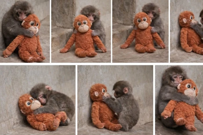 فيديو لأشهر قرد في اليابان.. والكشف عن قصته الحزينة وسر التعلق الغريب بلعبة الأورانغوتان