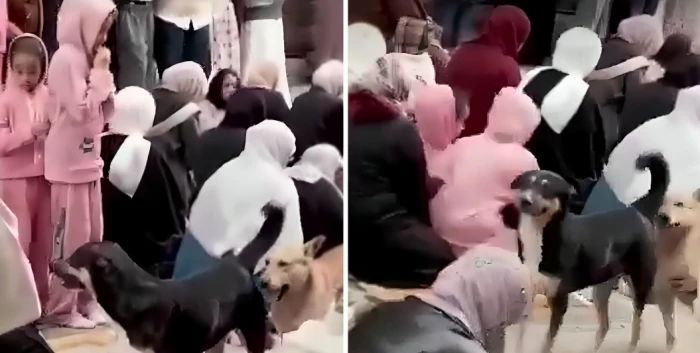 بالفيديو: كلاب تتجول بين صفوف النساء أثناء صلاة العيد في شارع بالزقازيق وتثير الضحك!