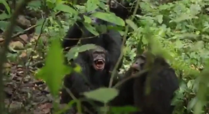 أكثر من 24 قتيلاً.. انهيار مفاجئ لتحالف شمبانزي استمر 20 عامًا في أوغندا- فيديو