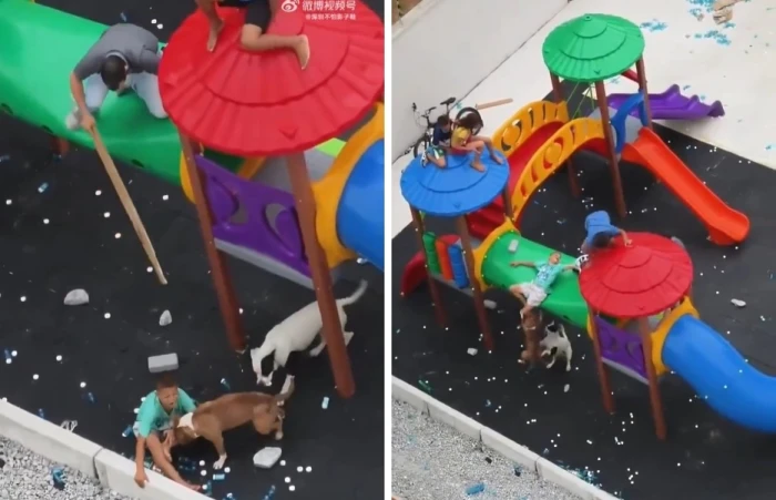 بالفيديو.. كلب يهاجم طفلا بعنف داخل منطقة ألعاب في الصين