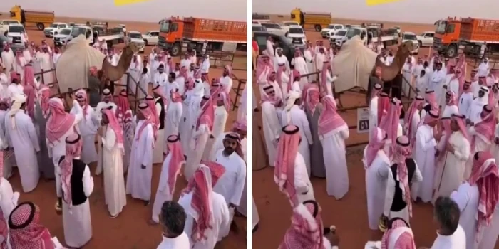 بالفيديو.. السوم على بعير يصل ل 2 مليون و500 ألف ومالكه يرفض البيع