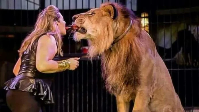 مصر.. شبل أسد يهاجم طفلة داخل سيرك ويسبب لها جروح خطيرة -صور