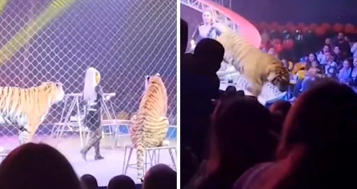 بالفيديو.. لحظة هروب نمر واقتحامه منطقة مقاعد المتفرجين أثناء عرض داخل سيرك