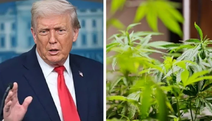 ترامب يخفف اللوائح على الماريجوانا الطبية ويعيد تصنيفها كمخدر من الجدول الثالث